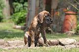 DOGUE ALLEMAND 777